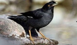 吃瓜少女八哥视频大全免费观看,全网热门！吃瓜少女八哥视频大全免费畅享